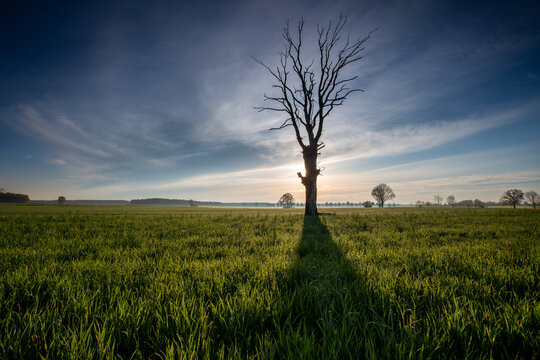 View of a lone bare tree standing in a lush green field at sunset, casting a long shadow across the grass under a dramatic sky in Ilowo-Osada, Warmian-Masurian Voiv, Poland.