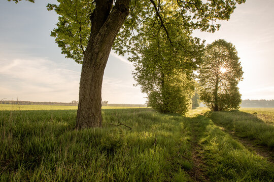 View of a dirt path lined with lush green trees in a grassy field during the golden hour in Ilowo-Osada, Warmian-Masurian Voivodeship, Poland.
