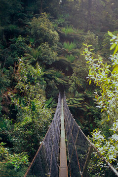 Suspension bridge through a dense temperate rainforest in Tasmania