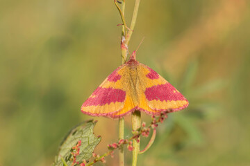 Sudamek szczawiak (Lythria cruentaria) z żółtymi skrzydłami i różowoczerwonymi pasami na zielonym tle roślinności łąkowej. © Henryk Guziak