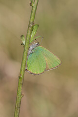 Zieleńczyk ostrężyniec (Callophrys rubi) z zielonym spodem skrzydeł, siedzący na łodydze rośliny na łące. © Henryk Guziak