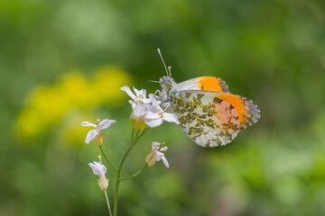 Zorzynek rzeżuchowiec (Anthocharis cardamines) w naturalnym środowisku na łące © Henryk Guziak