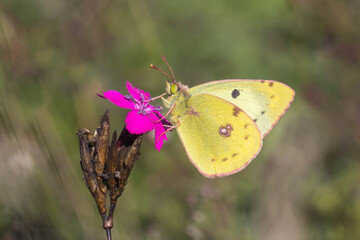 Szlaczkoń siarecznik (Colias hyale) o żółtych skrzydłach spijający nektar z różowego kwiatu na łące. © Henryk Guziak