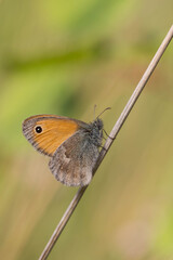 Strzępotek ruczajnik (Coenonympha pamphilus) odpoczywający na źdźble trawy na łące. © Henryk Guziak