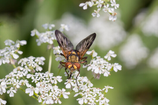 Paśnica (Phasia) &ndash; much&oacute;wka o pomarańczowo-brązowym tułowiu na białych kwiatach w naturalnym środowisku.