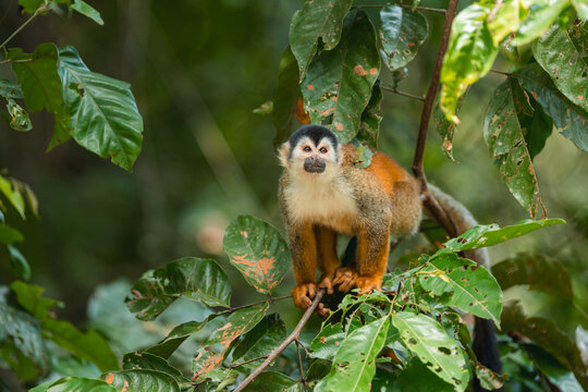 Squirrel monkey resting on tree branch in rainforest