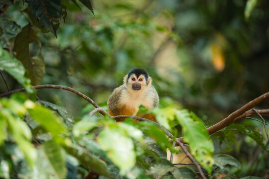Squirrel monkey looking from a tree branch