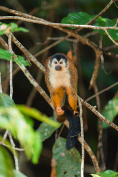 Squirrel monkey resting on tree branch in rainforest