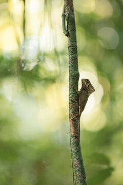 Forest lizard climbing tree branch in tropical habitat