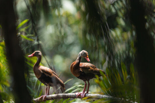Pair of black-bellied whistling-ducks perching on branch