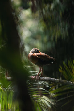 Whistling duck resting on branch in lush forest