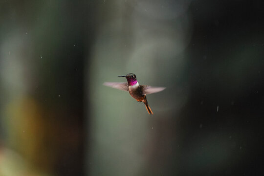 Hummingbird hovering in air with iridescent throat plumage