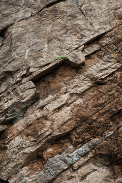 Life Between the Rocks