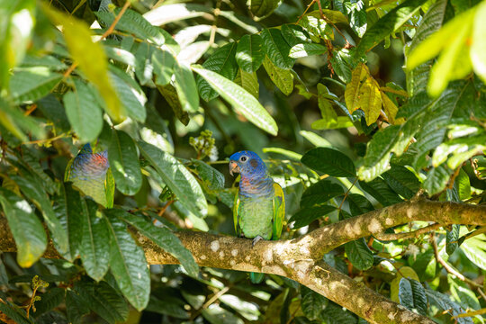 Blue-headed parrot perching in tropical rainforest