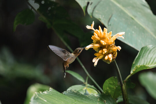 Hummingbird hovering collecting nectar from tropical flower