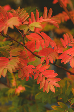 Vivid red and orange autumn rowan leaves fill the frame in soft light background