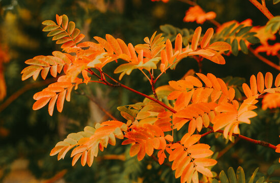 Close up of bright orange autumn rowan tree leaves against blurred background