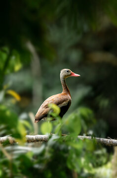Black-bellied whistling duck standing on tree branch in nature