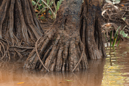 Mangrove stilt roots growing in muddy water