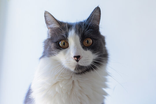Close up portrait of gray and white long haired cat with amber eyes looking at camera