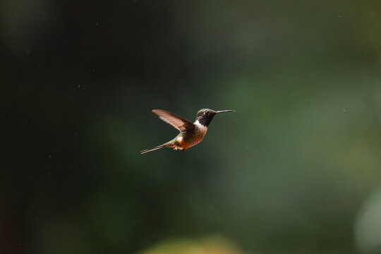 Hummingbird flying against green bokeh background