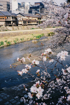 Blooming cherry blossoms framing a river in Kyoto