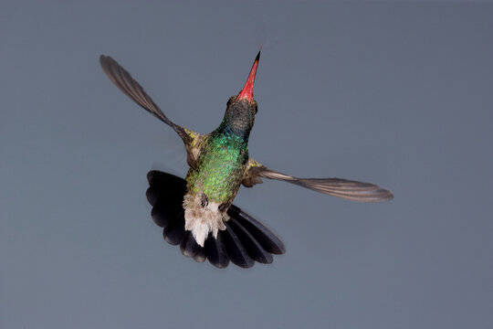 Broad-billed hummingbird hovering