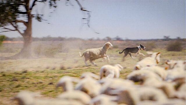 Sheep dog herds flock of sheep in outback Australian drought