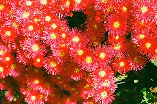 Bright Pink Flowers Bloom in a Garden Setting