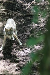 Les loups de Chabrières © Miss Parrainage