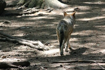 Les loups de Chabrières © Miss Parrainage