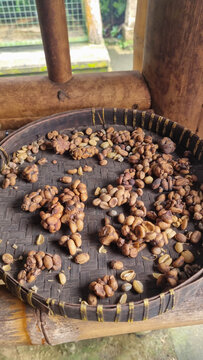 Fresh luwak coffee beans are dried on bamboo trays. Raw luwak coffee beans are ready to be processed. Fresh luwak coffee beans are expensive. Stock Photo