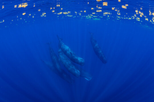 Pod of Sperm Whales