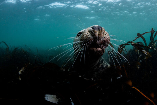 Grey Seal Underwater