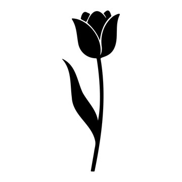 Spring blooms featuring elegant black tulip stem leaf design for