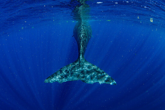 Sperm Whale Tail Underwater