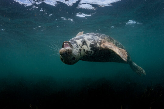 Grey Seal Underwater