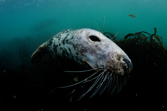 Grey Seal Underwater
