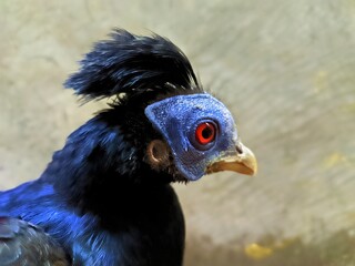 Close-up profile photography of a Bornean crested fireback pheasant (Lophura Ignita), focusing on its striking blue facial mask, detailed dark feather crest, and glowing red eye © boncle
