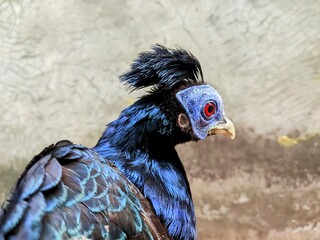 Macro wildlife portrait capturing the intricate feather details of a Bornean crested fireback, featuring its proud dark crest, vivid blue facial skin, and piercing red eye closeup © boncle
