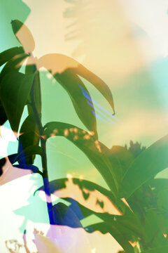 Abstract sunlit foliage with dreamy pastel light overlay