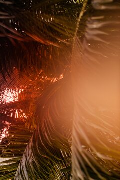 Abstract nature scene with light leak