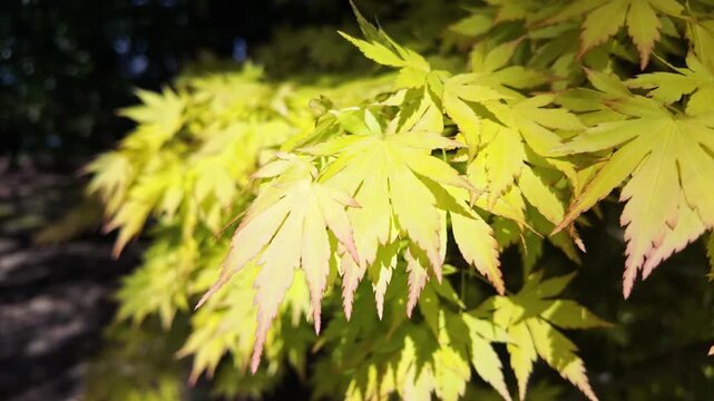 Golden green maple leaves with pink edges glow in sunlight against a dark background.