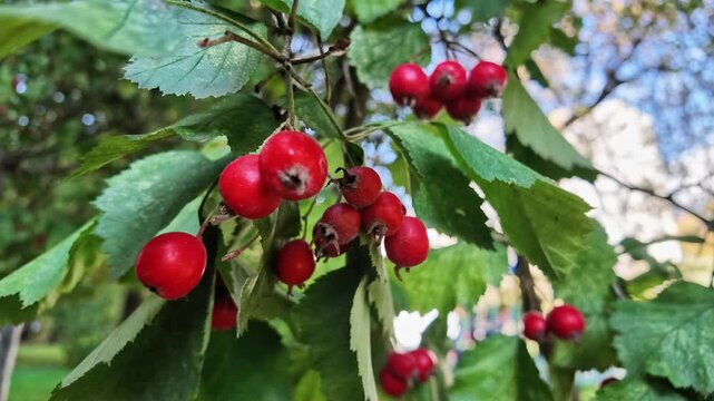 Ripe red hawthorn berries hang in clusters on a leafy branch in early autumn.