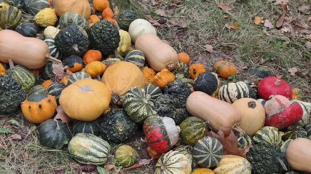 Pumpkin Harvest Autumn Background with Mixed Decorative Varieties for Halloween and Thanksgiving