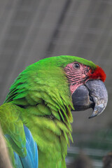 Majestic green macaw in profile within the ancient Mayan jungles © Francisco
