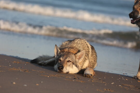 TWH entspannt am Strand