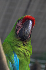 Majestic green macaw watching us in the ancient jungles © Francisco
