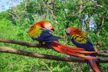 Relaxed scarlet macaws perched on the branches in the jungles of Copán Ruinas © Francisco