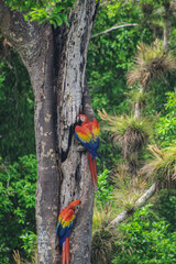 Two scarlet macaws climbing one of the trees in the jungles of the Copán ruins. © Francisco